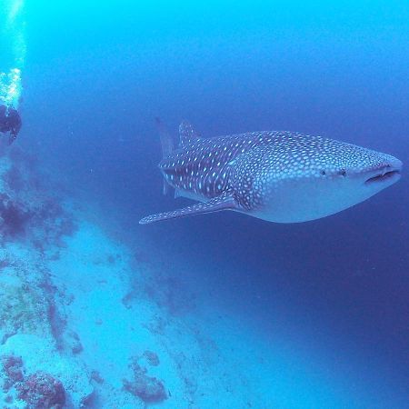 Unwind Dhigurah Hotel ดิห์กูราห์ ภายนอก รูปภาพ