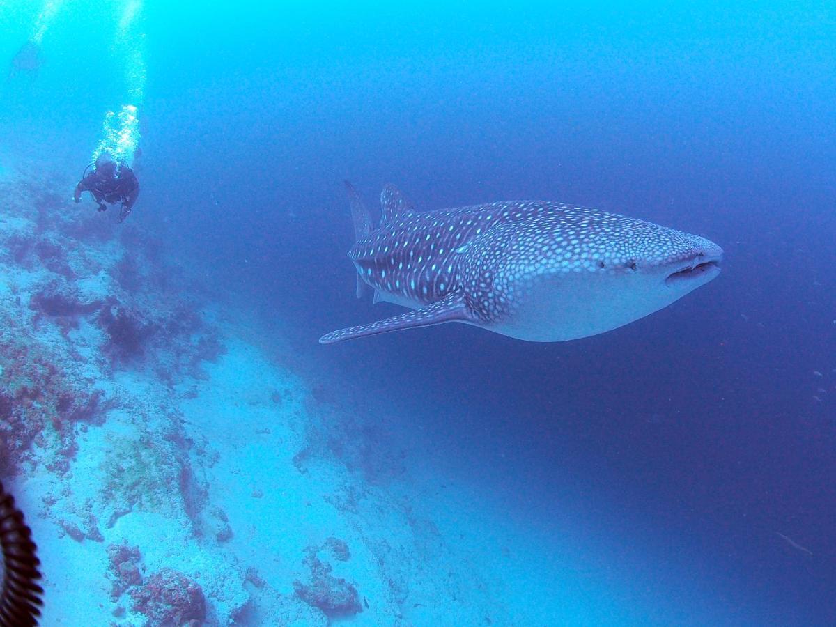 Unwind Dhigurah Hotel ดิห์กูราห์ ภายนอก รูปภาพ
