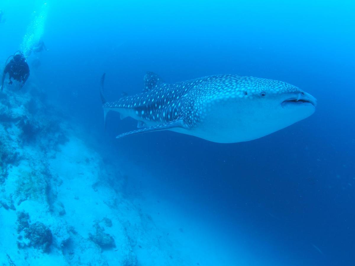 Unwind Dhigurah Hotel ดิห์กูราห์ ภายนอก รูปภาพ